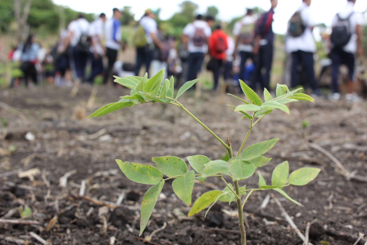 Reforesta2